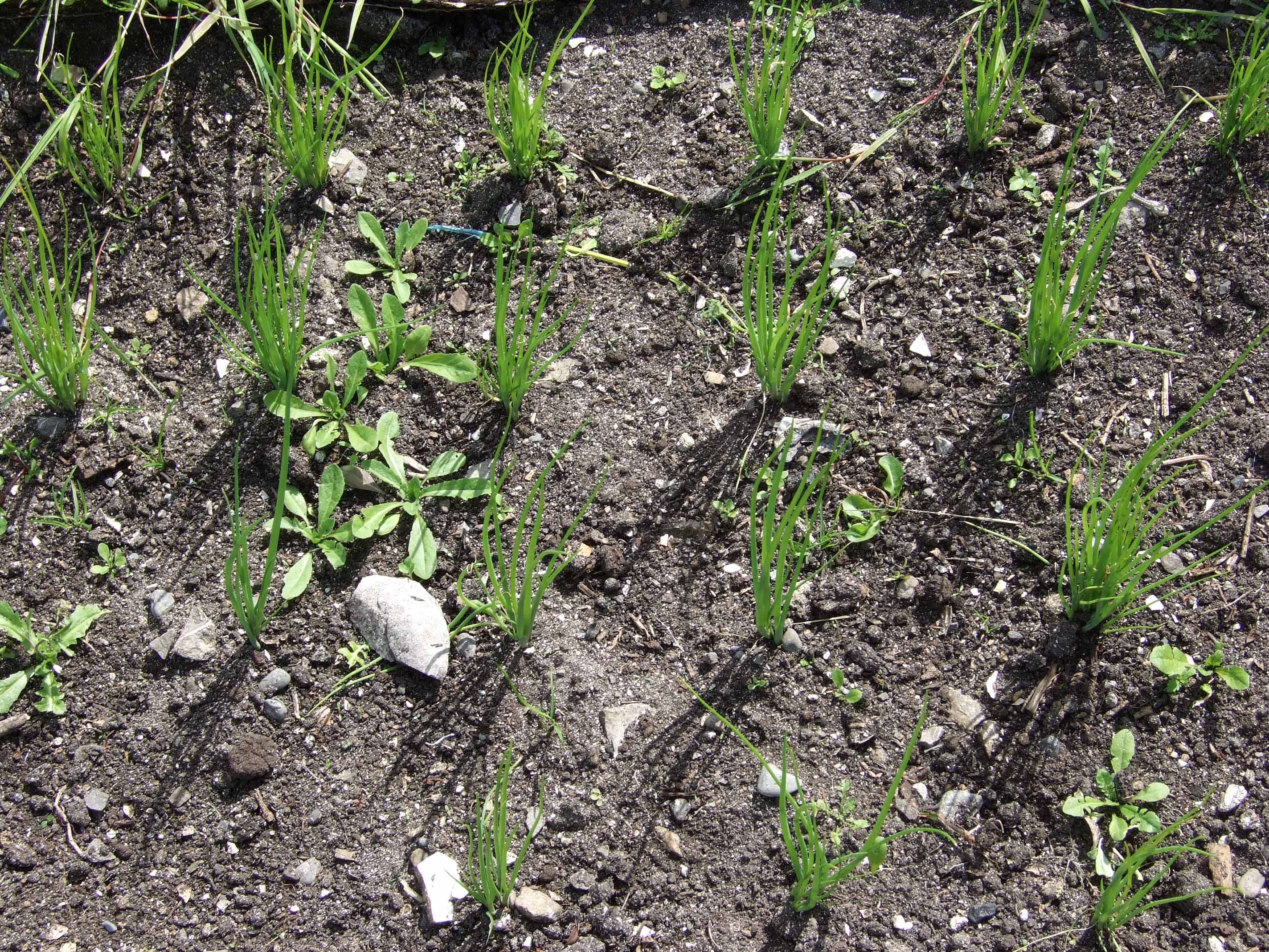 spring onions in summer